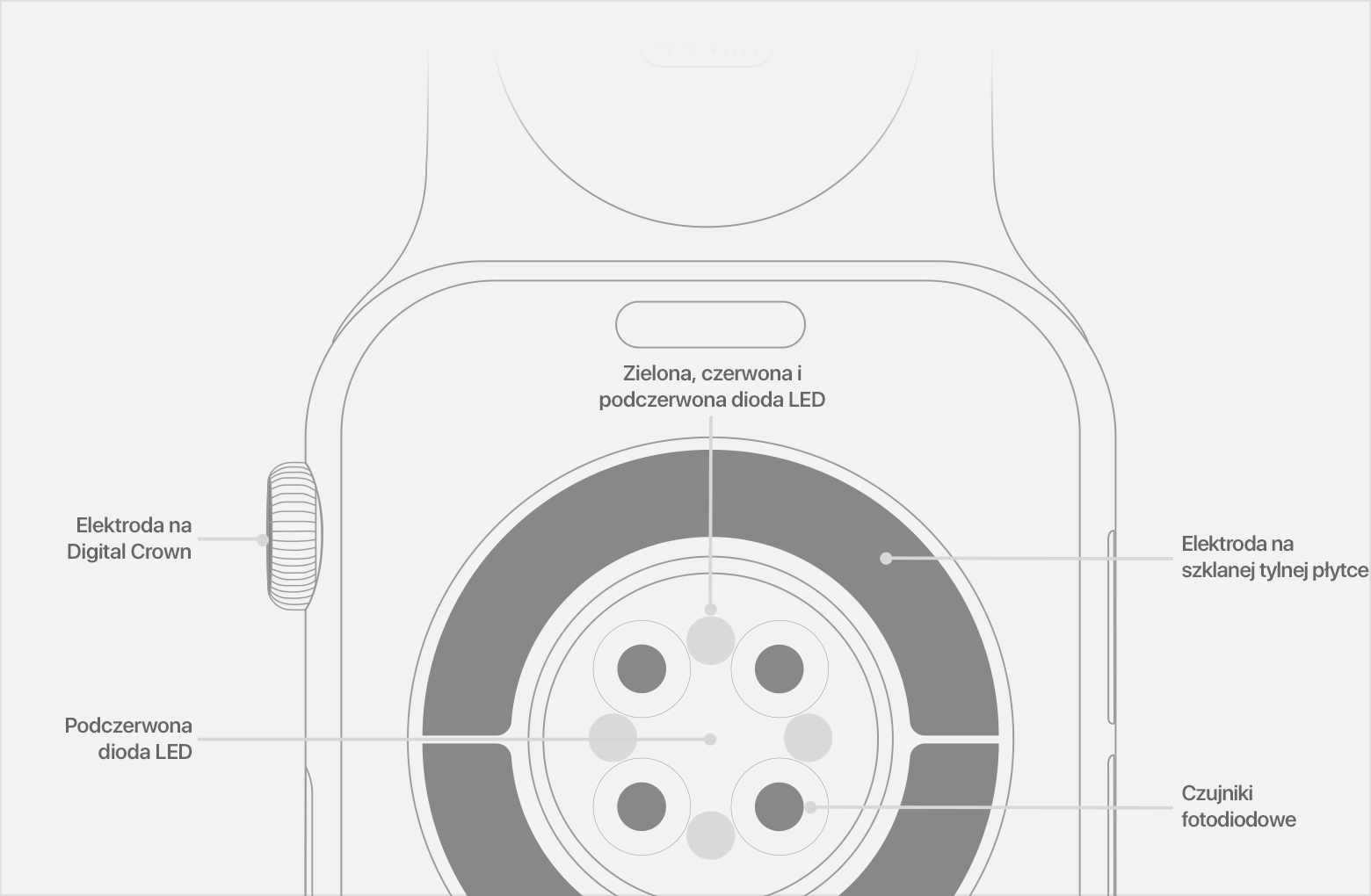 Schemat przedstawiający tył zegarka Apple Watch z podczerwonymi diodami LED, czujnikami fotodiodowymi oraz elektrodą na szklanej tylnej płytce