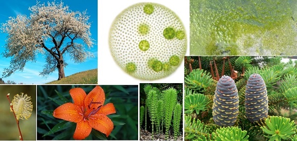 Plantae Kingdom
